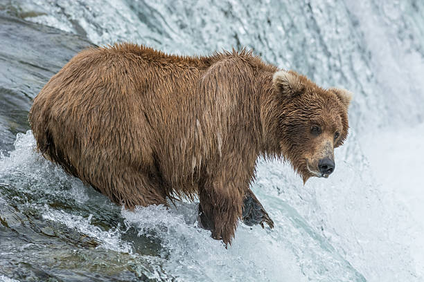 istock Grizzly bear catching salmon, Brook falls, Alaska 546162908