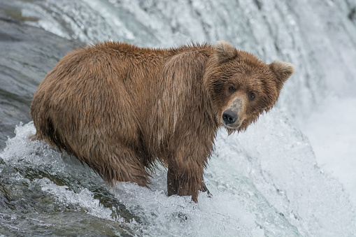 Mother Bear catching Salmon at the top of the falls while keeping an eye on her 3 cubs who impatiently (and hungrily) wait for their meal, Brook Falls, Katmai National Park, Kenai Peninsula, Alaska
