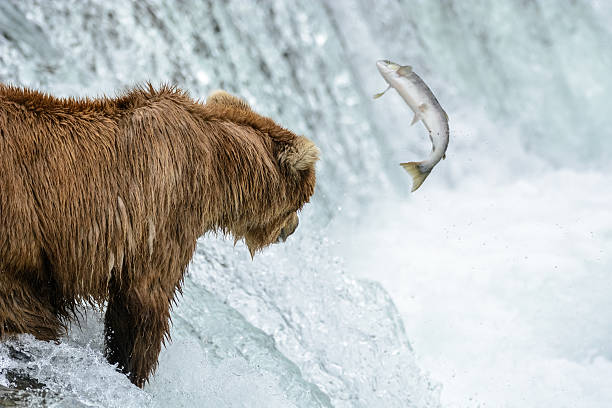 istock Grizzly bear catching salmon, Brook falls, Alaska 546163122