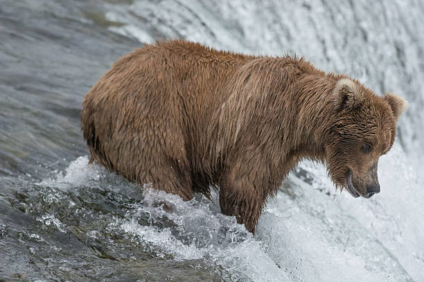 istock Grizzly bear catching salmon, Brook falls, Alaska 546163244