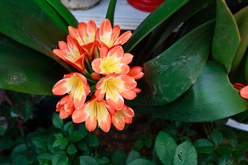 Natal lily. Clivia miniata is flower live in to damp habitats in tropical forest Vietnam