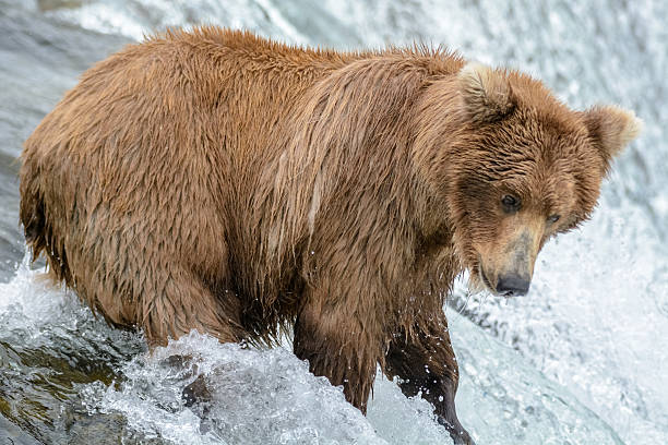 istock Grizzly bear catching salmon, Brook falls, Alaska 546163496
