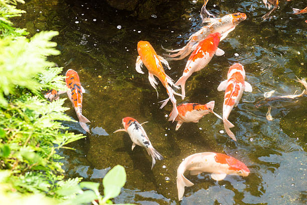 istock Koi fish in a pond on a sunny afternoon 546163636