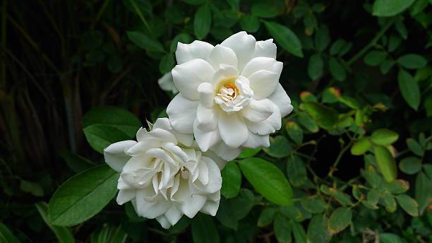 rose blanc  - gallica rose photos et images de collection