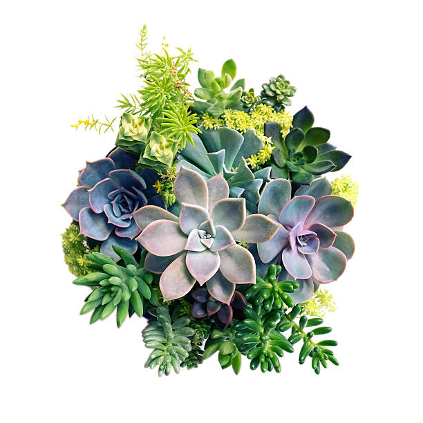 Echeveria Succulent plant set isolated on white background