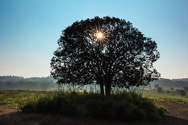 istock sunburst sun rays through the branches of tree silhouette 546163952