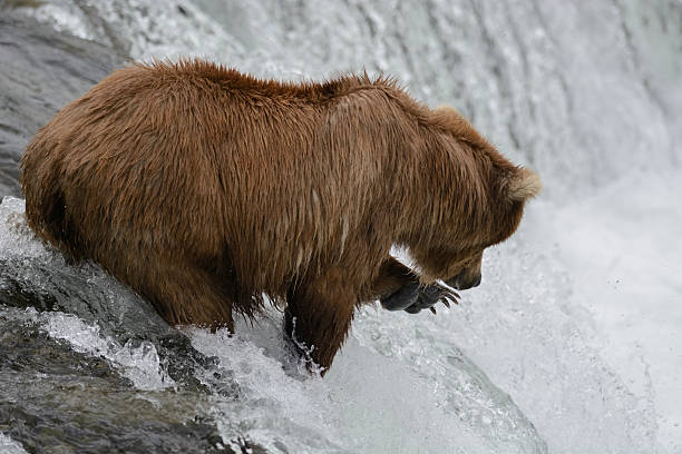 istock Grizzly bear catching salmon, Brook falls, Alaska 546164038