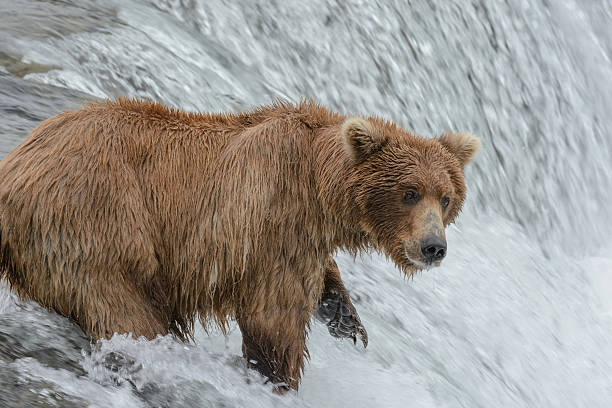 istock Grizzly bear catching salmon, Brook falls, Alaska 546164326