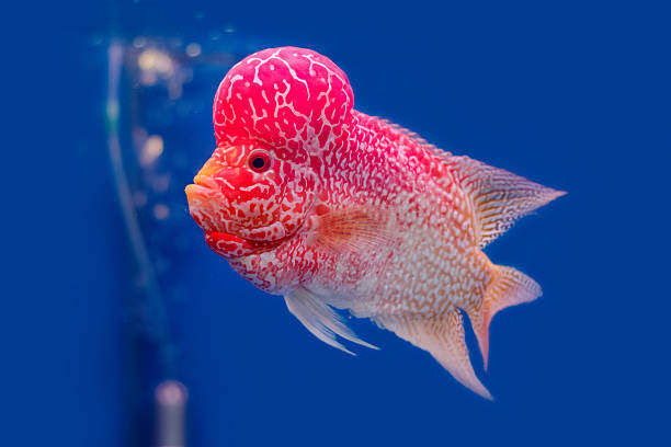 istock Close up Flowerhorn Cichlid fish on blue background 546164646