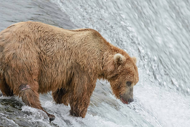istock Grizzly bear catching salmon, Brook falls, Alaska 546164752
