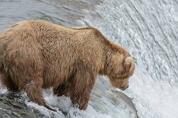 istock Grizzly bear catching salmon, Brook falls, Alaska 546164978
