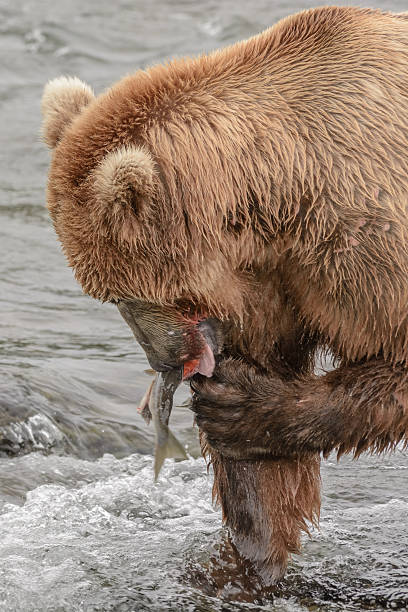 istock Grizzly bear catching salmon, Brook falls, Alaska 546165228