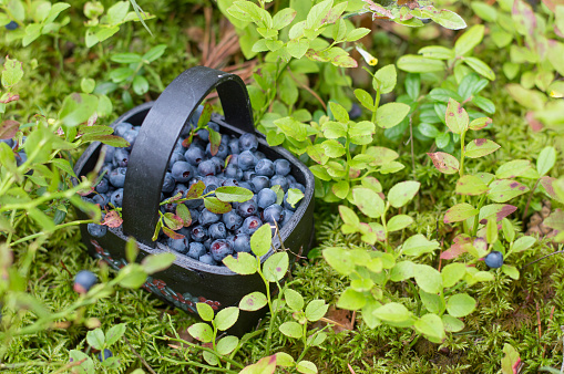 Fresh blueberry in basket on forrest background, selective focus