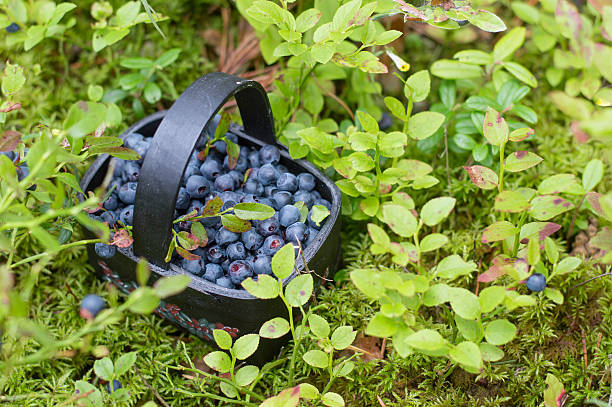 Fresh blueberry in basket stock photo