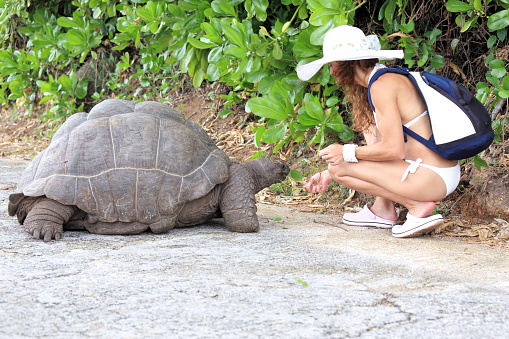 Attractive woman feeding the Seychelles Giant Tortoise on La Digue Island, Seychelles