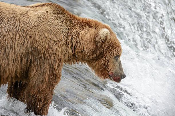 istock Grizzly bear catching salmon, Brook falls, Alaska 546165466