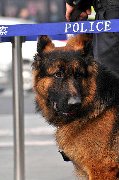la polizia cinese e il suo cane - protest editorial people travel locations foto e immagini stock