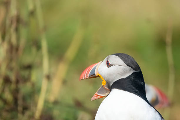 istock Puffins, Dyrholaey, Southern Iceland 546165980