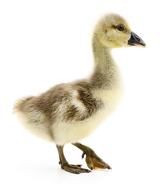 istock Little gosling isolated. 546167044