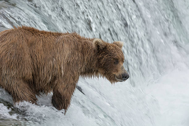 istock Grizzly bear catching salmon, Brook falls, Alaska 546167338