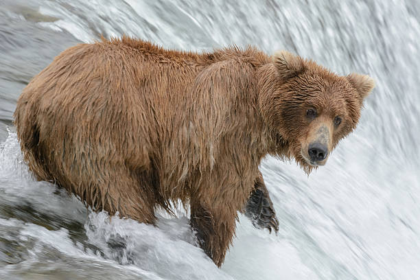 istock Grizzly bear catching salmon, Brook falls, Alaska 546167578