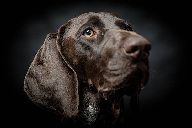 istock young German pointer dog portrait on black 546167692