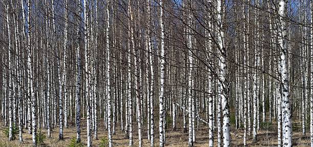 春の白樺の木の木立 - birch tree tree downy birch white ストックフォトと画像