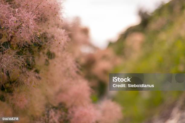 Smoketree Or Cotinus Coggygria Flower Closeup With Shallow Depth Offield Stock Photo - Download Image Now