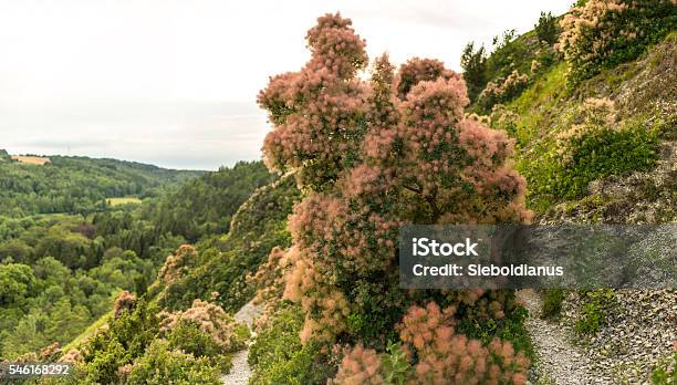 Flowering Smoketree Or Cotinus Coggygria In Their Natural Habitat Stock Photo - Download Image Now