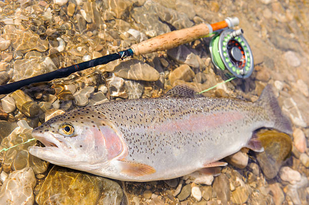 istock rainbow trout caught by flyfishing 546168524