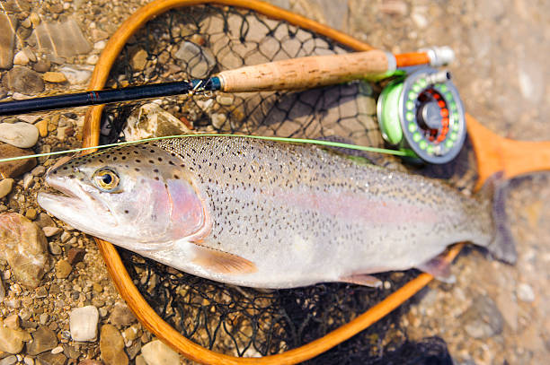 istock rainbow trout caught by flyfishing 546168652