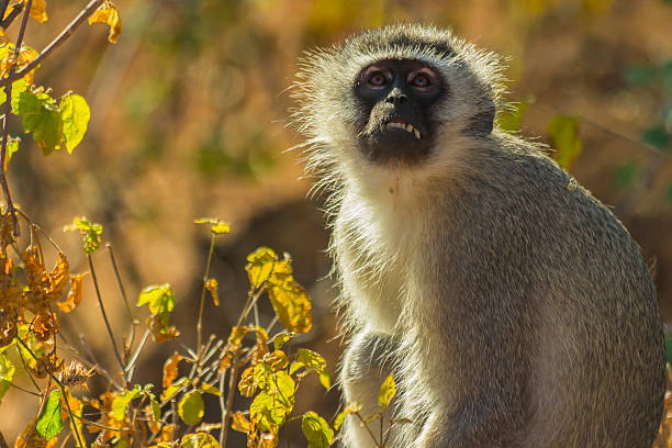 istock Vervet monkey with open mouth showing teeth 546168916