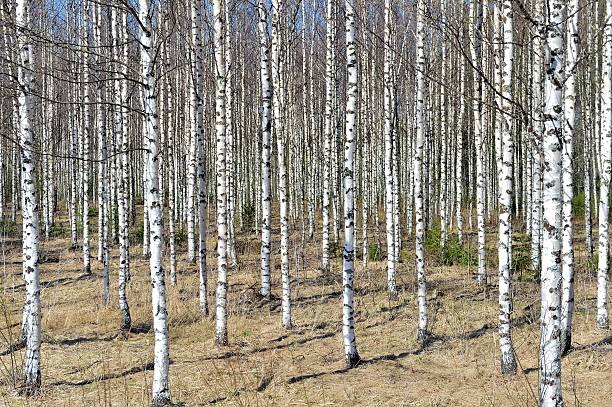 arboleda de los abedules blancos en sol brillante en primavera. - birch tree tree downy birch white fotografías e imágenes de stock