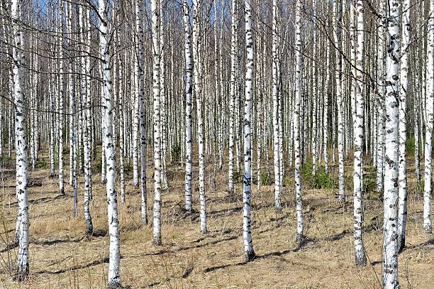 春の明るい日差しの中のホワイトバーチの木立。 - birch tree tree downy birch white ストックフォトと画像