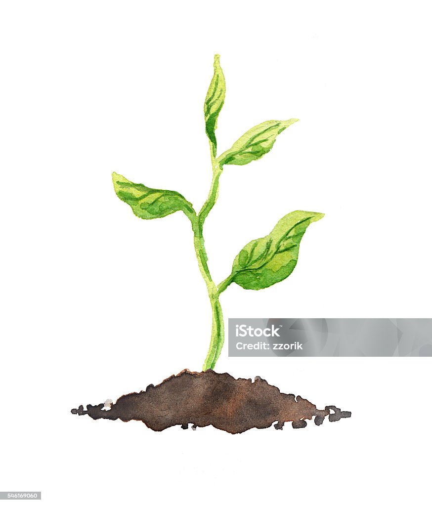 Green plant with leaves growing in soil. Watercolor Concept of green growth for business - green plant with leaves growing in soil. Watercolor Watercolor Painting stock illustration