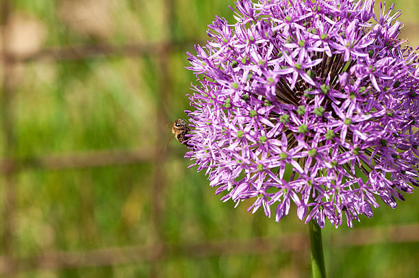 istock Bee on a pink garlic flower 546169682