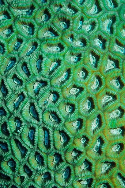 la vie sous-marine de corail mosaïque vue subjective d'un plongeur sous-marin - nature macro reef animal photos et images de collection