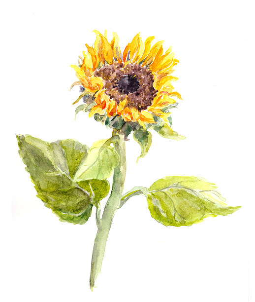 istock Watercolor hand painted sunflower flower 546170526