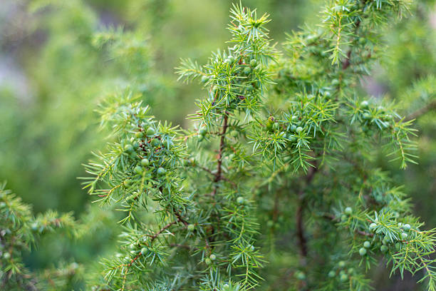istock Common juniper or Juniperus communis close-up with fruits (cones). 546170984