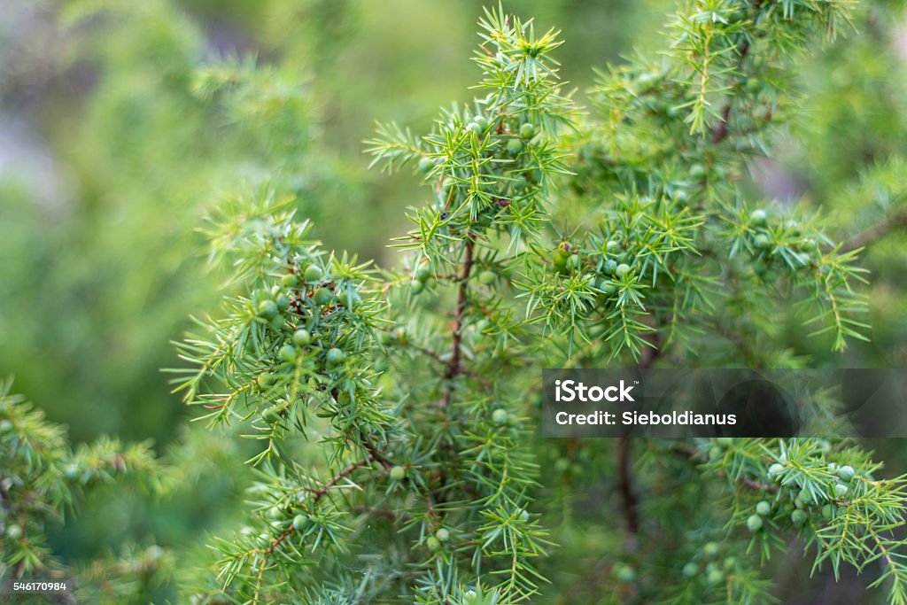 Common juniper or Juniperus communis close-up with fruits (cones). Juniper Tree Stock Photo