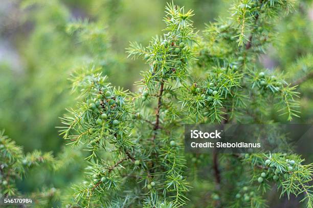 Common Juniper Or Juniperus Communis Closeup With Fruits Stock Photo - Download Image Now