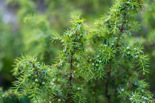 Enebro común o Juniperus communis primer plano con frutos (conos). photo