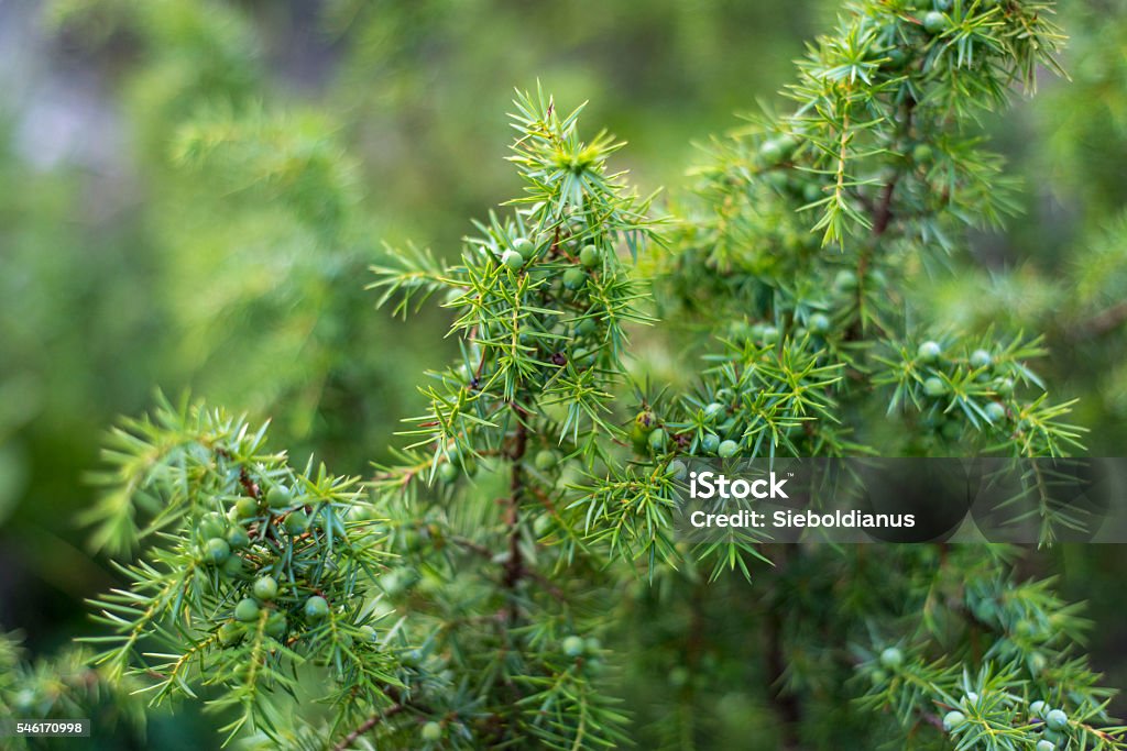 Common juniper or Juniperus communis close-up with fruits (cones). Juniper Tree Stock Photo