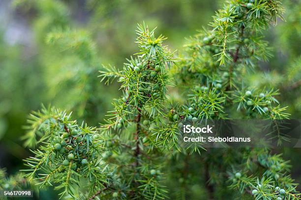 Common Juniper Or Juniperus Communis Closeup With Fruits Stock Photo - Download Image Now