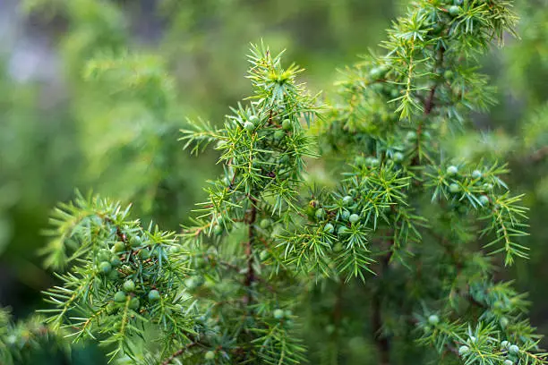 Common juniper or Juniperus communis close-up with fruits (cones).
