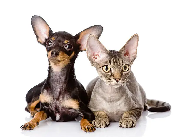 devon rex cat and toy-terrier puppy together. looking at camera. isolated on white background