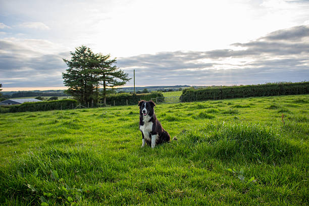 istock Sheepdog playing on dairy farm 546172022