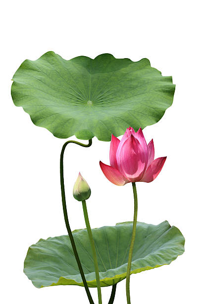 istock Lotus and Lotus leaf 546172170