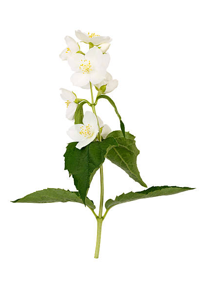 istock Branch with jasmine flowers and leaves isolated on white 546172566