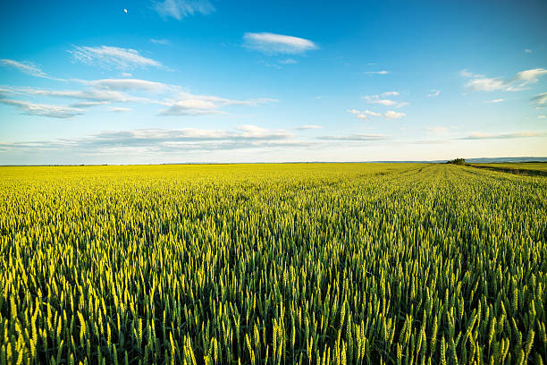istock Green field of sprouting wheat 546172742